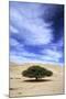 Egypt Acacia Tree in Arabian Desert-Andrey Zvoznikov-Mounted Photographic Print