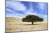 Egypt Acacia Tree in Arabian Desert-Andrey Zvoznikov-Mounted Photographic Print