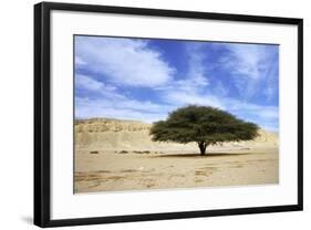Egypt Acacia Tree in Arabian Desert-Andrey Zvoznikov-Framed Photographic Print