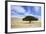 Egypt Acacia Tree in Arabian Desert-Andrey Zvoznikov-Framed Photographic Print