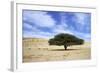 Egypt Acacia Tree in Arabian Desert-Andrey Zvoznikov-Framed Photographic Print