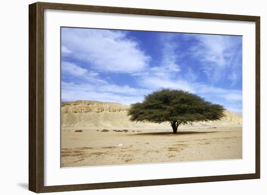 Egypt Acacia Tree in Arabian Desert-Andrey Zvoznikov-Framed Photographic Print