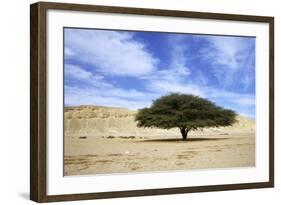 Egypt Acacia Tree in Arabian Desert-Andrey Zvoznikov-Framed Photographic Print