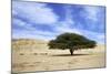 Egypt Acacia Tree in Arabian Desert-Andrey Zvoznikov-Mounted Photographic Print