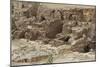 Egypt, Alexandria, Ruins of the Roman Baths at Kom Al-Dik-null-Mounted Giclee Print