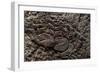 Egypt, Amarna, Tell El-Amarna, Necropolis, Tomb of Panehsi, Relief Detail-null-Framed Giclee Print