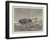 Egypt as it Is, Ploughing in Lower Egypt-Charles Auguste Loye-Framed Giclee Print