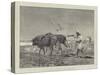 Egypt as it Is, Ploughing in Lower Egypt-Charles Auguste Loye-Stretched Canvas