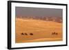 Egypt, Cairo, Giza, Evening Light, Camels and Horses-Catharina Lux-Framed Photographic Print