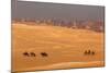 Egypt, Cairo, Giza, Evening Light, Camels and Horses-Catharina Lux-Mounted Photographic Print