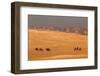 Egypt, Cairo, Giza, Evening Light, Camels and Horses-Catharina Lux-Framed Photographic Print