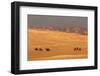 Egypt, Cairo, Giza, Evening Light, Camels and Horses-Catharina Lux-Framed Photographic Print