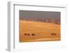 Egypt, Cairo, Giza, Evening Light, Camels and Horses-Catharina Lux-Framed Photographic Print