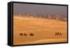 Egypt, Cairo, Giza, Evening Light, Camels and Horses-Catharina Lux-Framed Stretched Canvas