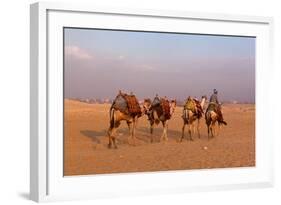 Egypt, Cairo, Pyramids of Gizeh, Cameleer-Catharina Lux-Framed Photographic Print