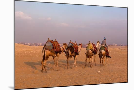 Egypt, Cairo, Pyramids of Gizeh, Cameleer-Catharina Lux-Mounted Photographic Print