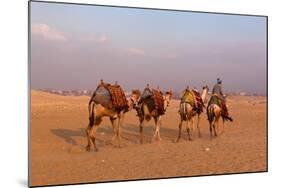 Egypt, Cairo, Pyramids of Gizeh, Cameleer-Catharina Lux-Mounted Photographic Print