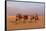 Egypt, Cairo, Pyramids of Gizeh, Cameleer-Catharina Lux-Framed Stretched Canvas