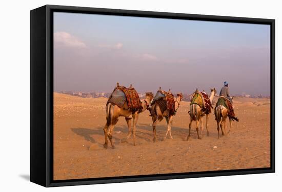Egypt, Cairo, Pyramids of Gizeh, Cameleer-Catharina Lux-Framed Stretched Canvas