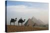 Egypt, Giza, Camel Ride and Giza Pyramid-Claudia Adams-Stretched Canvas