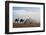 Egypt, Giza, Camel Ride and Giza Pyramid-Claudia Adams-Framed Photographic Print