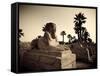 Egypt, Luxor, Luxor Temple, Avenue of Sphinxes-Michele Falzone-Framed Stretched Canvas