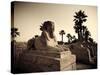 Egypt, Luxor, Luxor Temple, Avenue of Sphinxes-Michele Falzone-Stretched Canvas