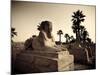 Egypt, Luxor, Luxor Temple, Avenue of Sphinxes-Michele Falzone-Mounted Photographic Print