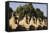 Egypt, Luxor, Ram Headed Sphinx at Karnak Temple-Claudia Adams-Framed Stretched Canvas