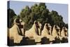 Egypt, Luxor, Ram Headed Sphinx at Karnak Temple-Claudia Adams-Stretched Canvas