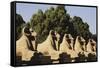 Egypt, Luxor, Ram Headed Sphinx at Karnak Temple-Claudia Adams-Framed Stretched Canvas