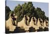 Egypt, Luxor, Ram Headed Sphinx at Karnak Temple-Claudia Adams-Stretched Canvas