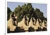 Egypt, Luxor, Ram Headed Sphinx at Karnak Temple-Claudia Adams-Framed Photographic Print