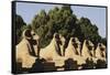 Egypt, Luxor, Ram Headed Sphinx at Karnak Temple-Claudia Adams-Framed Stretched Canvas