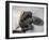 Egypt, Royal Mummy of Ramses I-null-Framed Giclee Print