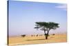 Egypt Typical Midday Scene with Acacia Trees-Andrey Zvoznikov-Stretched Canvas