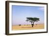 Egypt Typical Midday Scene with Acacia Trees-Andrey Zvoznikov-Framed Photographic Print