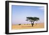 Egypt Typical Midday Scene with Acacia Trees-Andrey Zvoznikov-Framed Photographic Print