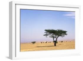 Egypt Typical Midday Scene with Acacia Trees-Andrey Zvoznikov-Framed Photographic Print