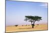 Egypt Typical Midday Scene with Acacia Trees-Andrey Zvoznikov-Mounted Photographic Print