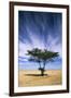 Egypt Typical Midday Scene with Acacia Trees-Andrey Zvoznikov-Framed Photographic Print