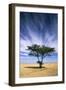 Egypt Typical Midday Scene with Acacia Trees-Andrey Zvoznikov-Framed Photographic Print