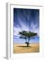 Egypt Typical Midday Scene with Acacia Trees-Andrey Zvoznikov-Framed Photographic Print