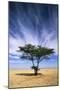 Egypt Typical Midday Scene with Acacia Trees-Andrey Zvoznikov-Mounted Photographic Print