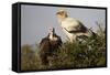 Egyptain and Hooded Vultures-Hal Beral-Framed Stretched Canvas