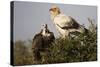 Egyptain and Hooded Vultures-Hal Beral-Stretched Canvas
