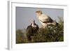 Egyptain and Hooded Vultures-Hal Beral-Framed Photographic Print