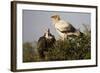 Egyptain and Hooded Vultures-Hal Beral-Framed Photographic Print