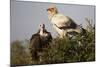 Egyptain and Hooded Vultures-Hal Beral-Mounted Photographic Print