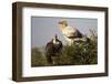 Egyptain and Hooded Vultures-Hal Beral-Framed Photographic Print